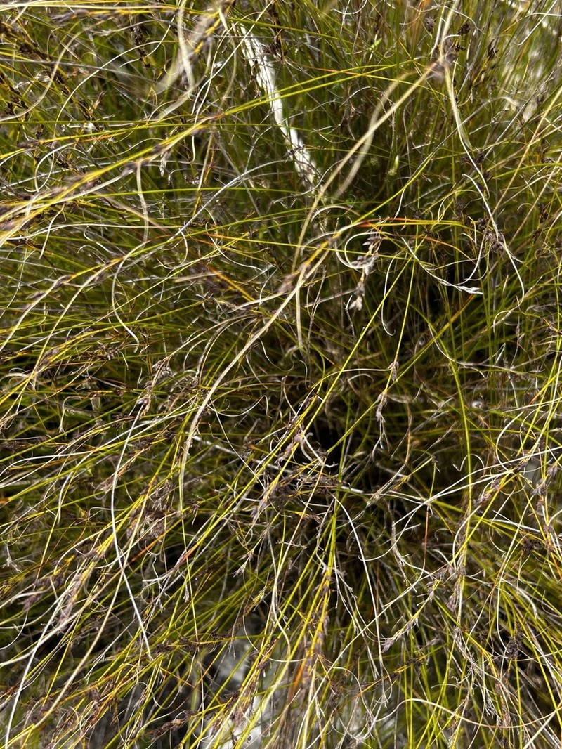Schoenus calceolus