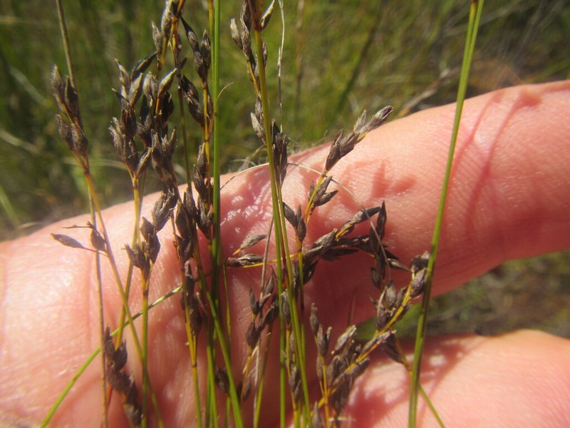 Schoenus calceolus photo 2