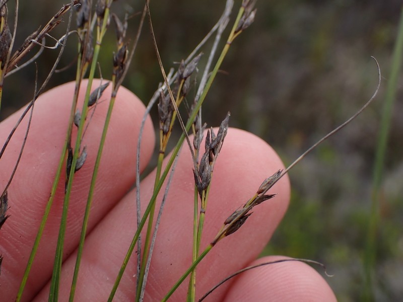 Schoenus calceolus photo 3