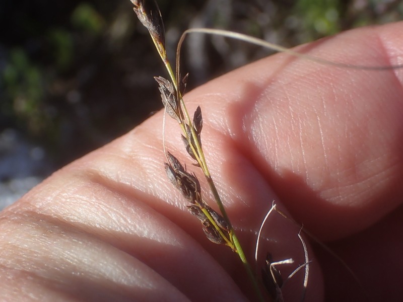 Schoenus calceolus photo 4