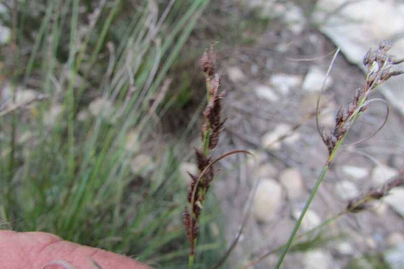 Schoenus calceolus photo 5