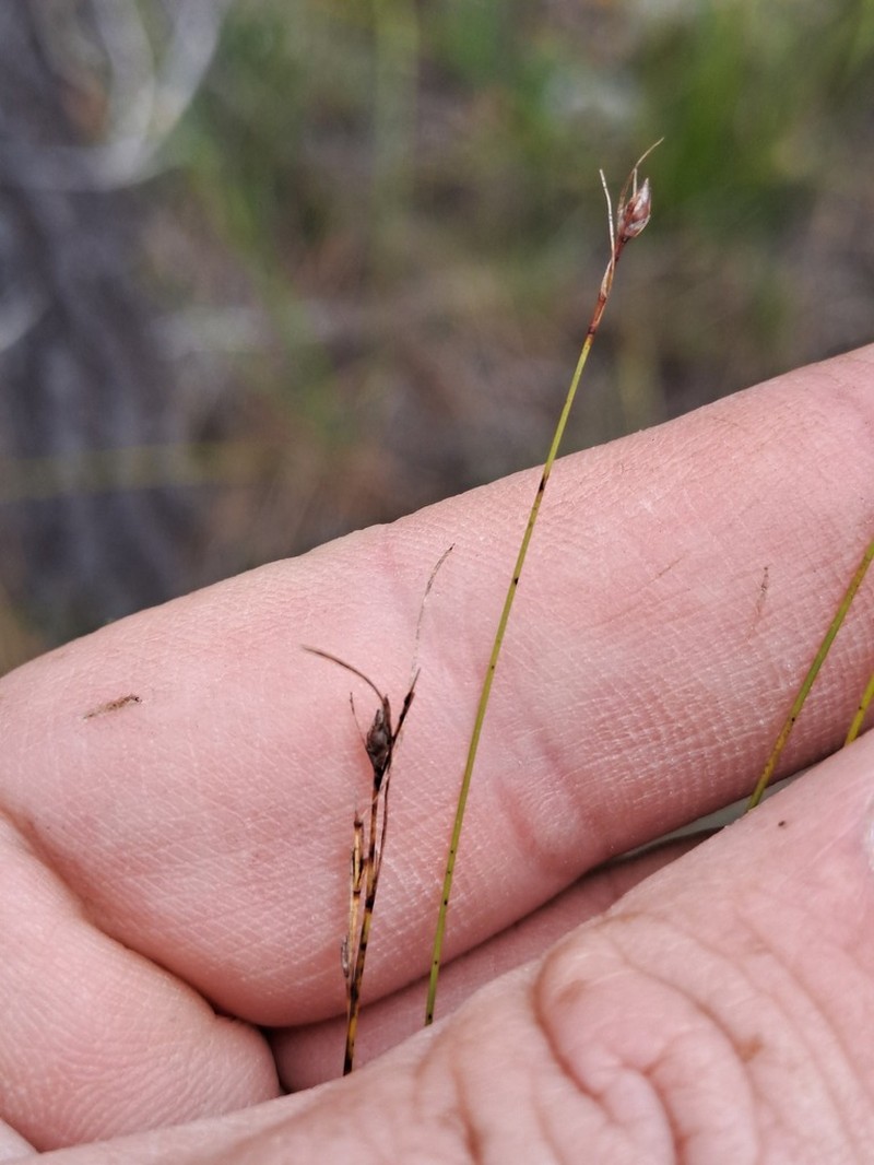 Schoenus calceolus photo 6