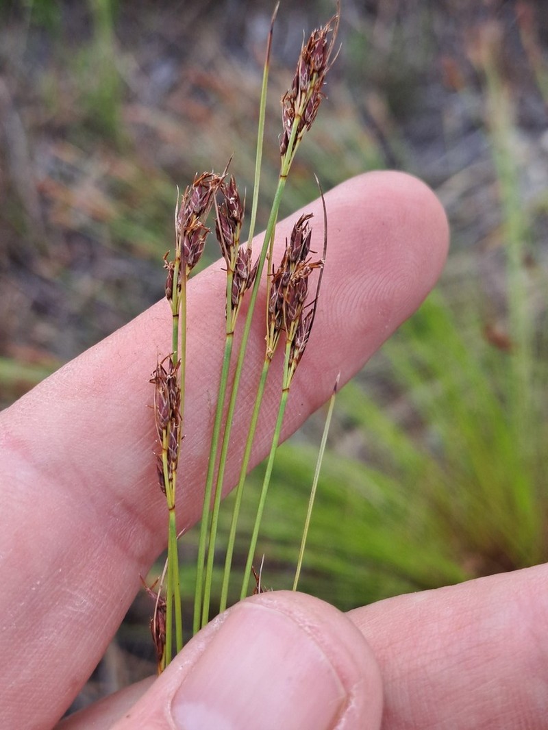 Schoenus calceolus photo 7