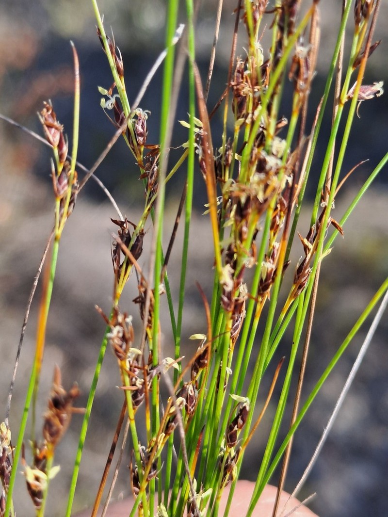 Schoenus calceolus photo 8
