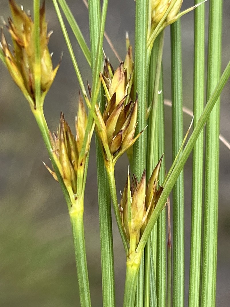 Schoenus comparoides photo 2