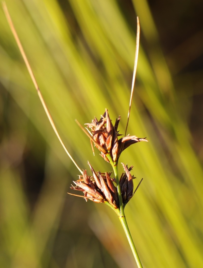 Schoenus comparoides photo 3
