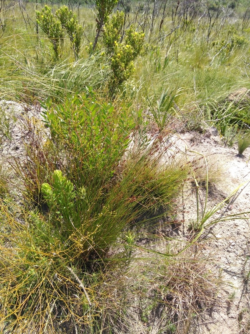 Schoenus comparoides photo 5