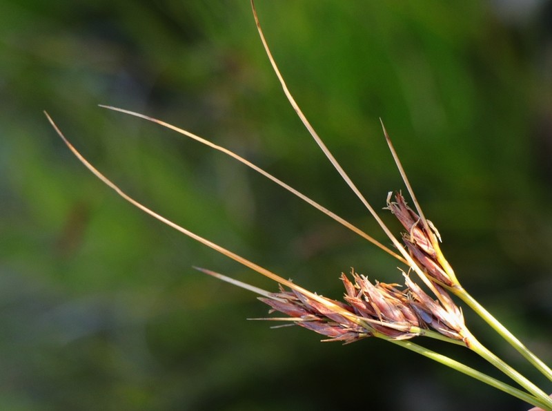 Schoenus comparoides photo 6