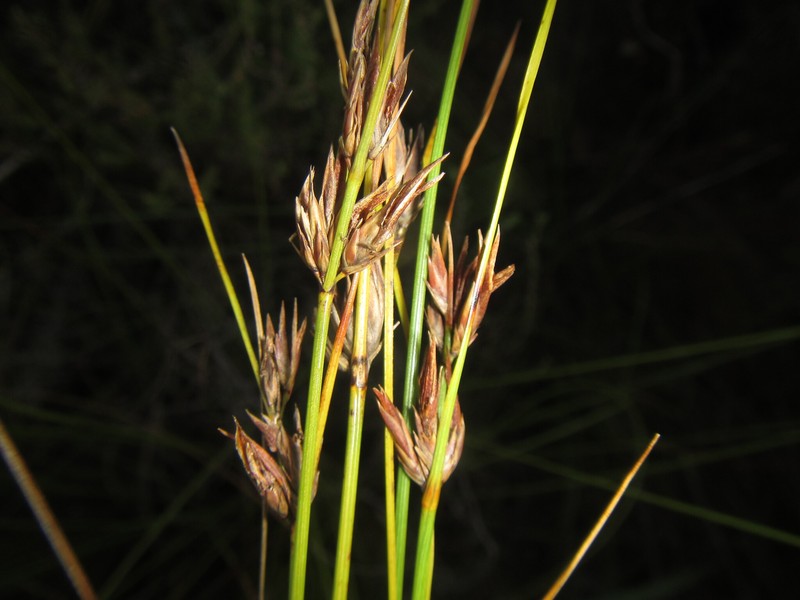 Schoenus comparoides photo 7