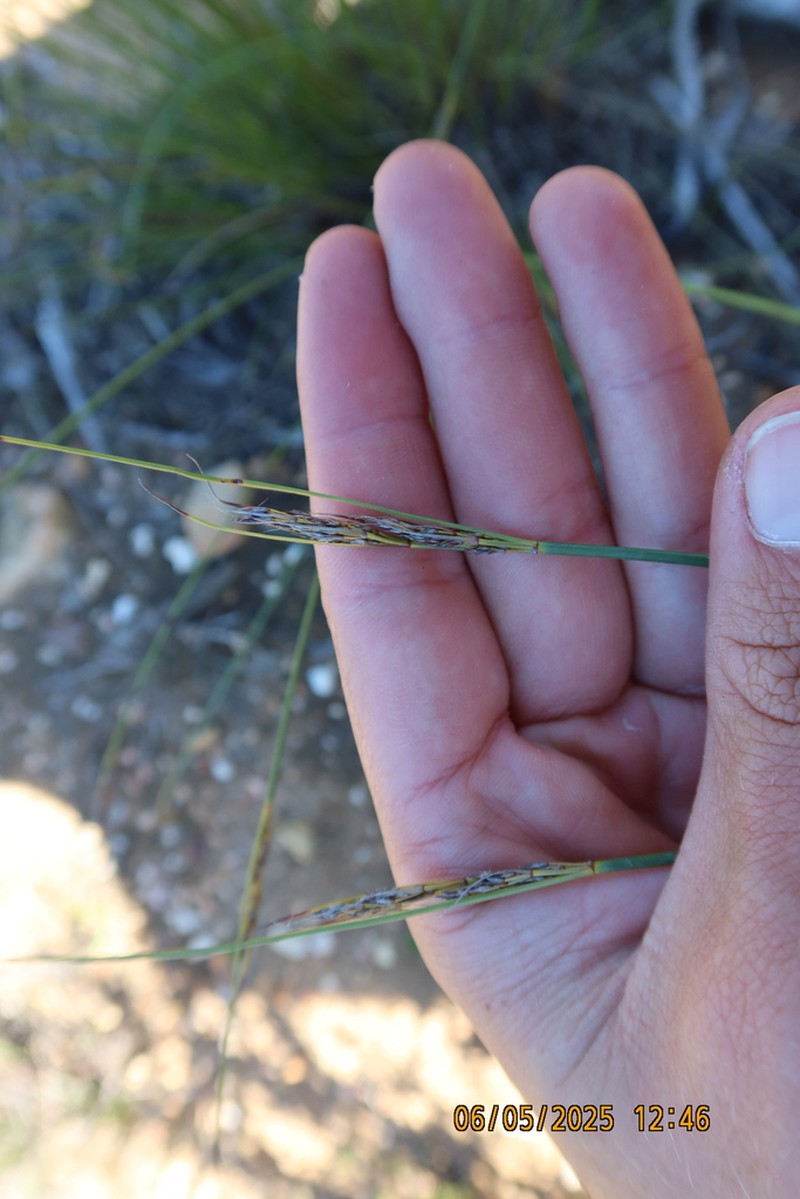 Schoenus crassiculmis photo 2