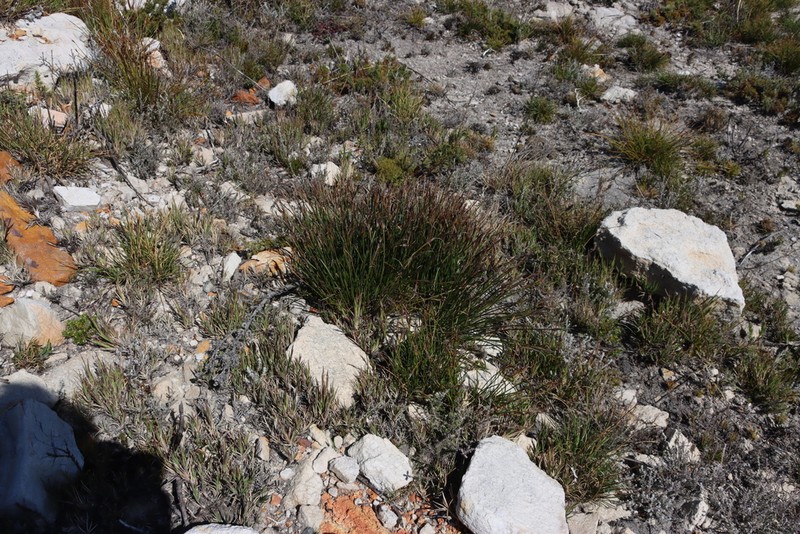 Schoenus crassiculmis photo 4