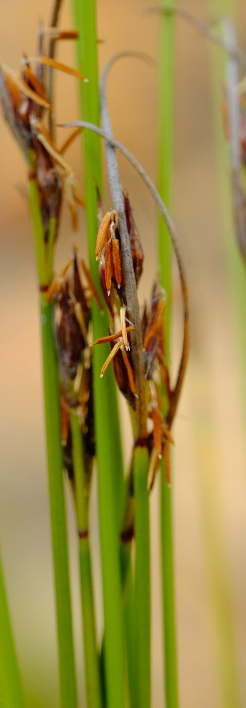 Schoenus crassiculmis photo 6