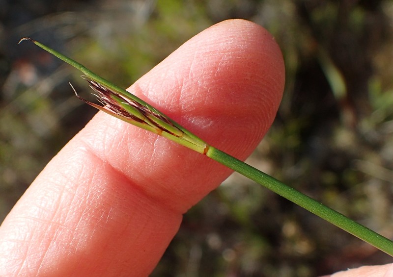 Schoenus crassiculmis photo 7