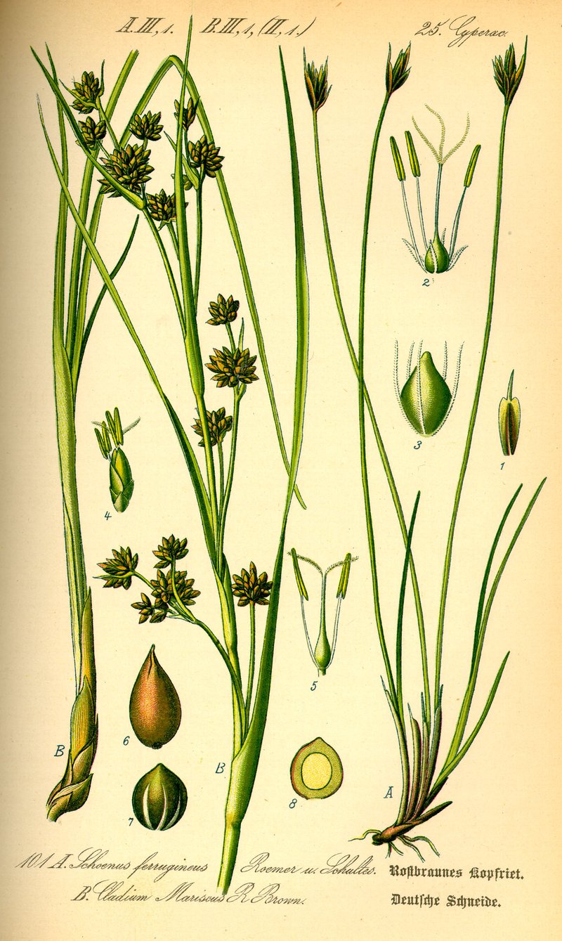 Schoenus ferrugineus