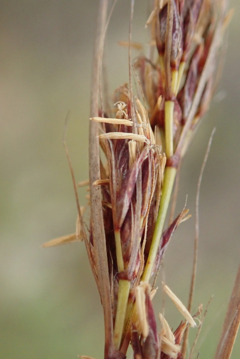 Schoenus graciliculmis