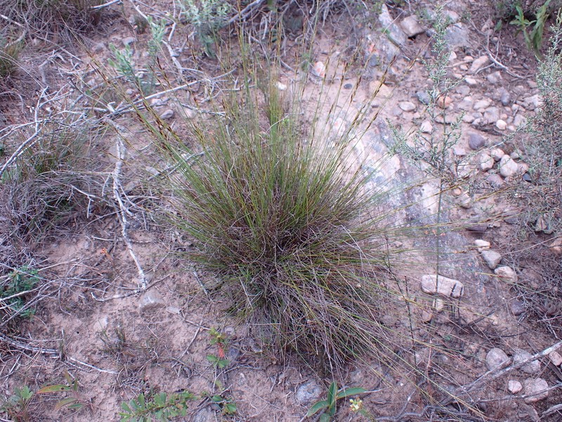 Schoenus graciliculmis photo 2