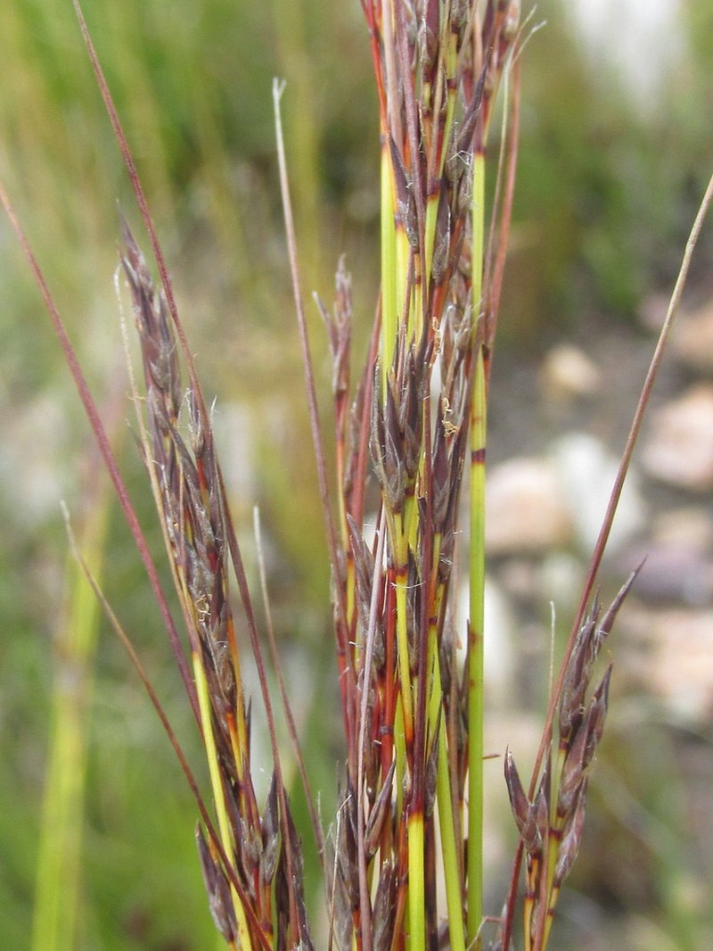 Schoenus graciliculmis photo 3