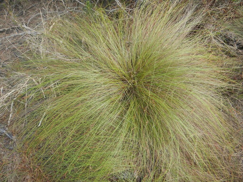 Schoenus graciliculmis photo 4