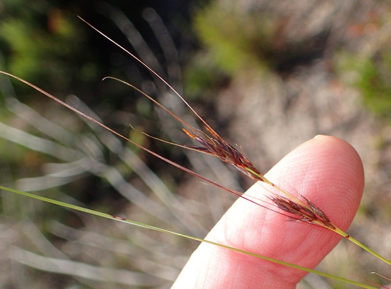 Schoenus graciliculmis photo 5