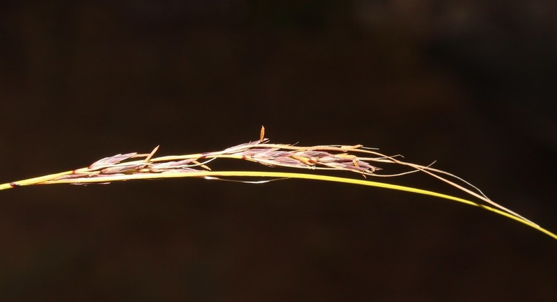 Schoenus graciliculmis photo 6