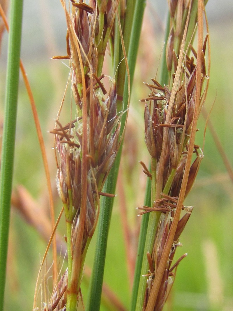 Schoenus graciliculmis photo 7