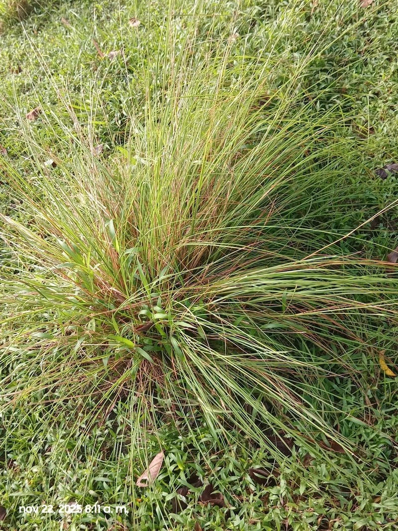 Schoenus graciliculmis photo 8
