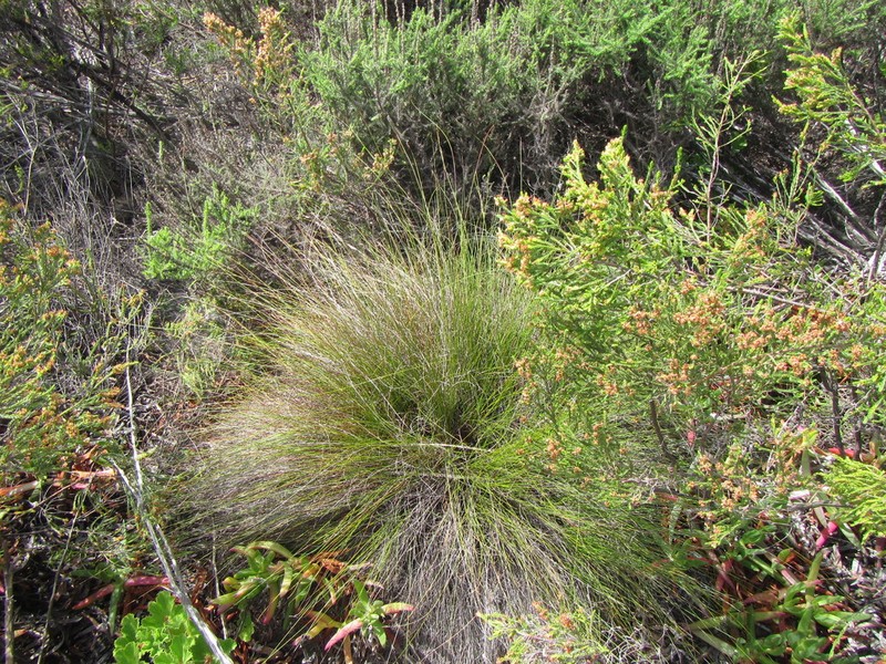 Schoenus inconspicuus