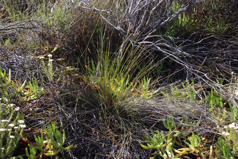 Schoenus inconspicuus photo 2