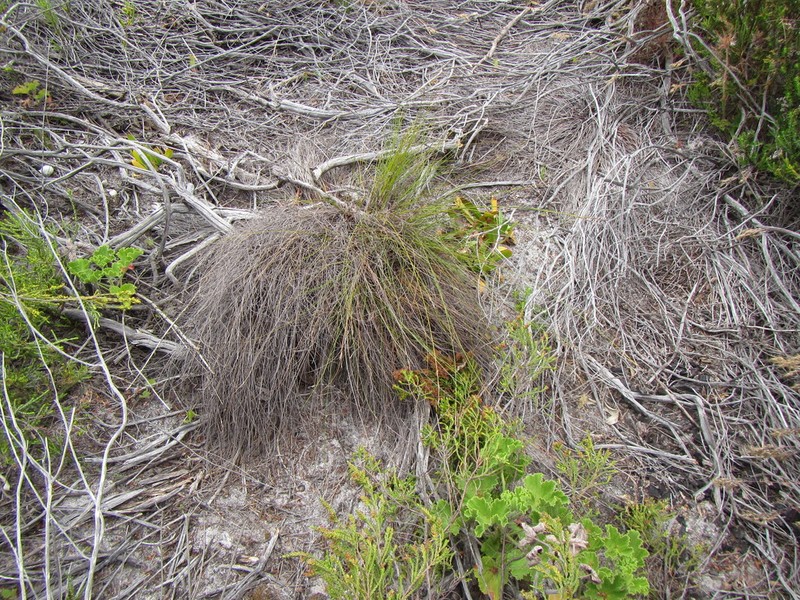 Schoenus inconspicuus photo 3