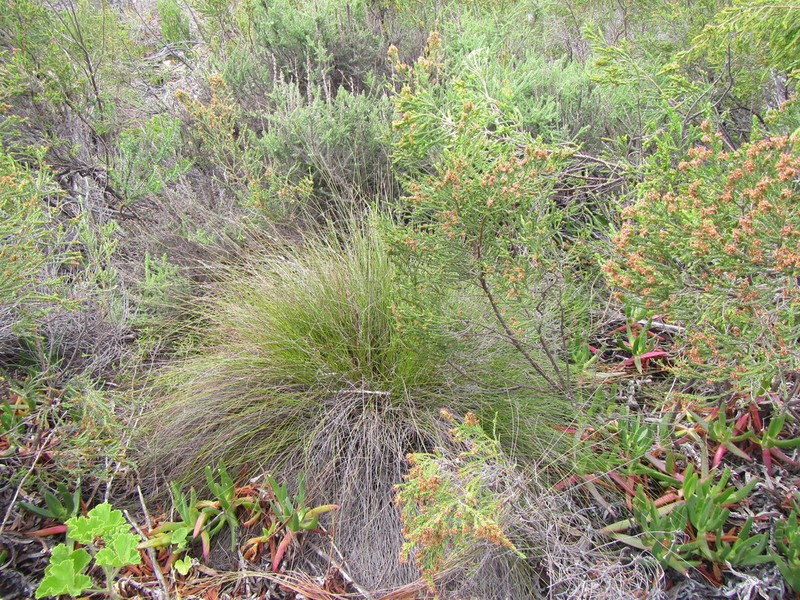 Schoenus inconspicuus photo 4