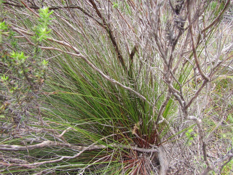 Schoenus inconspicuus photo 6
