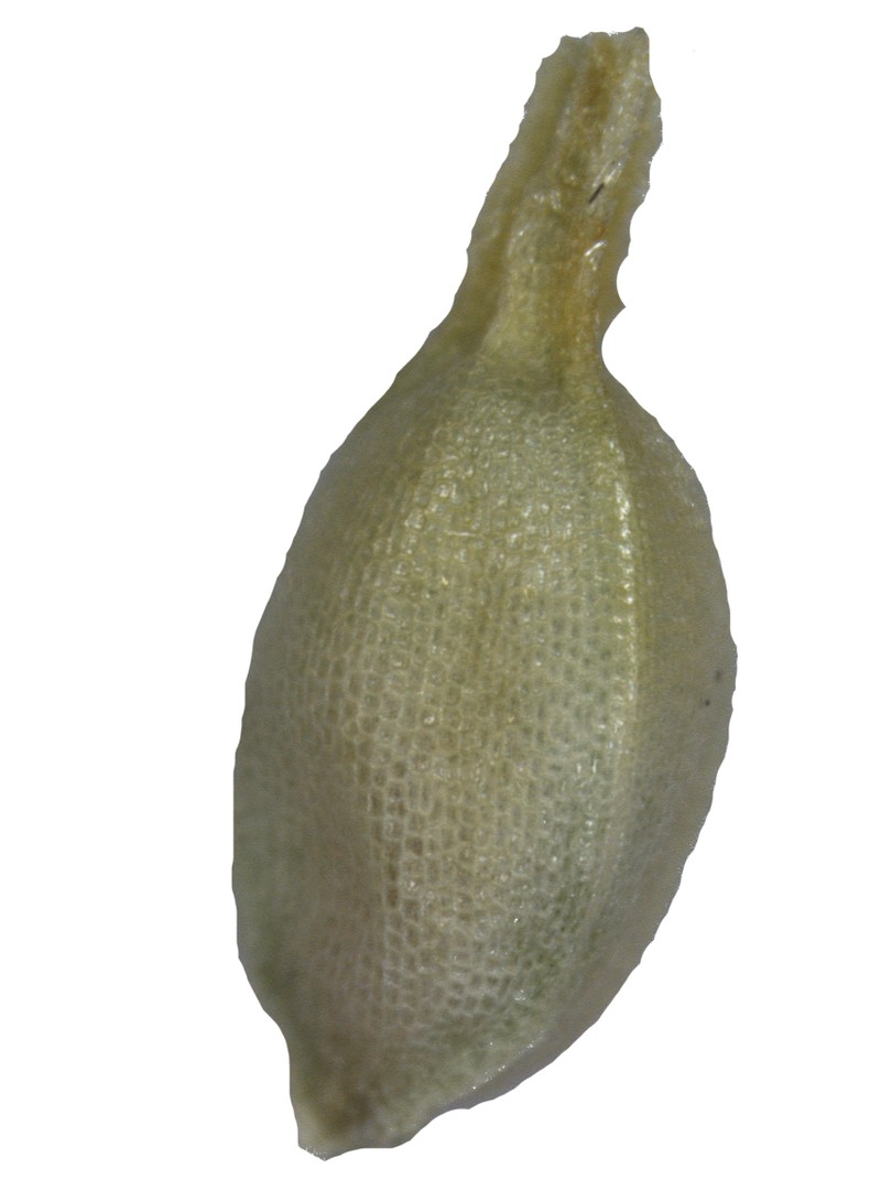 Schoenus limosus