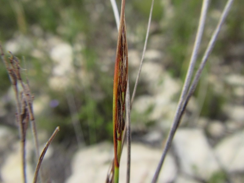 Schoenus prophyllus