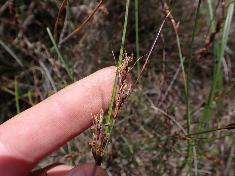 Schoenus prophyllus photo 2
