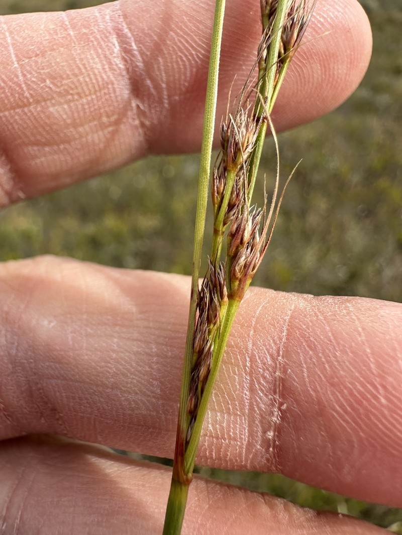 Schoenus prophyllus photo 3