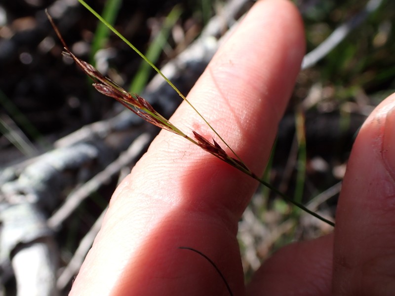Schoenus prophyllus photo 4