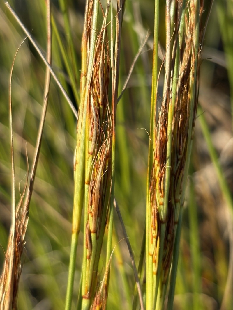 Schoenus prophyllus photo 5