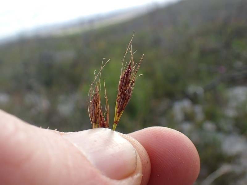 Schoenus prophyllus photo 6