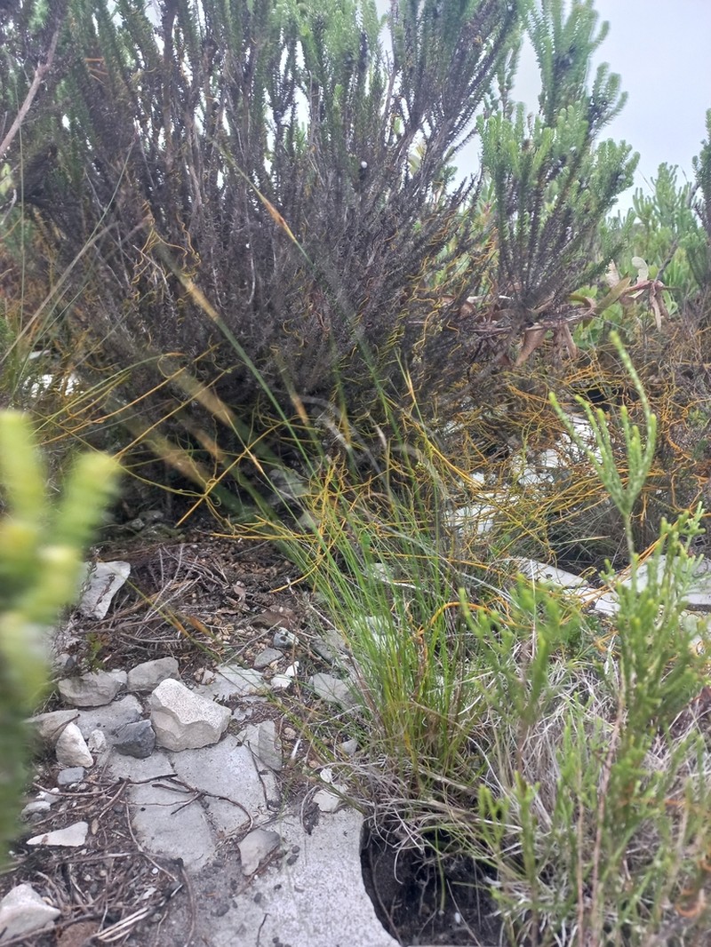 Schoenus prophyllus photo 7