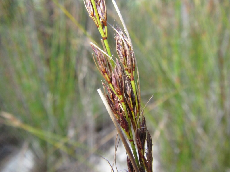 Schoenus prophyllus photo 8