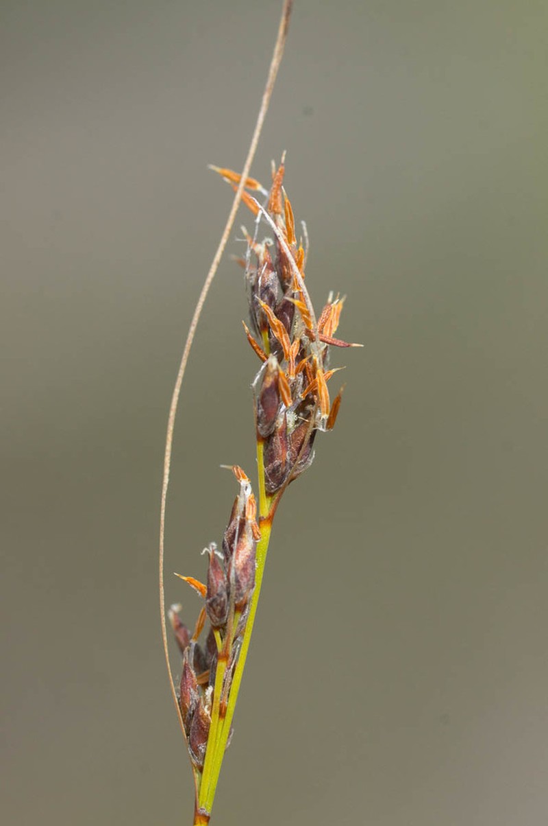 Schoenus purpurascens