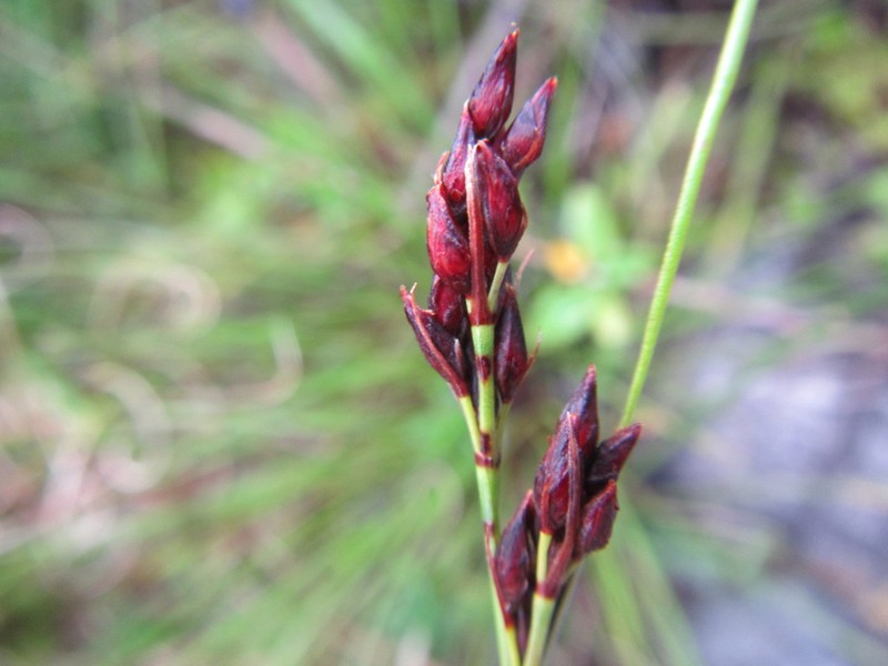 Schoenus purpurascens photo 2