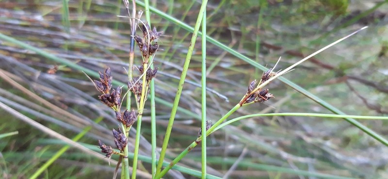 Schoenus purpurascens photo 3