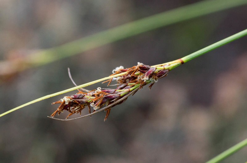 Schoenus purpurascens photo 4