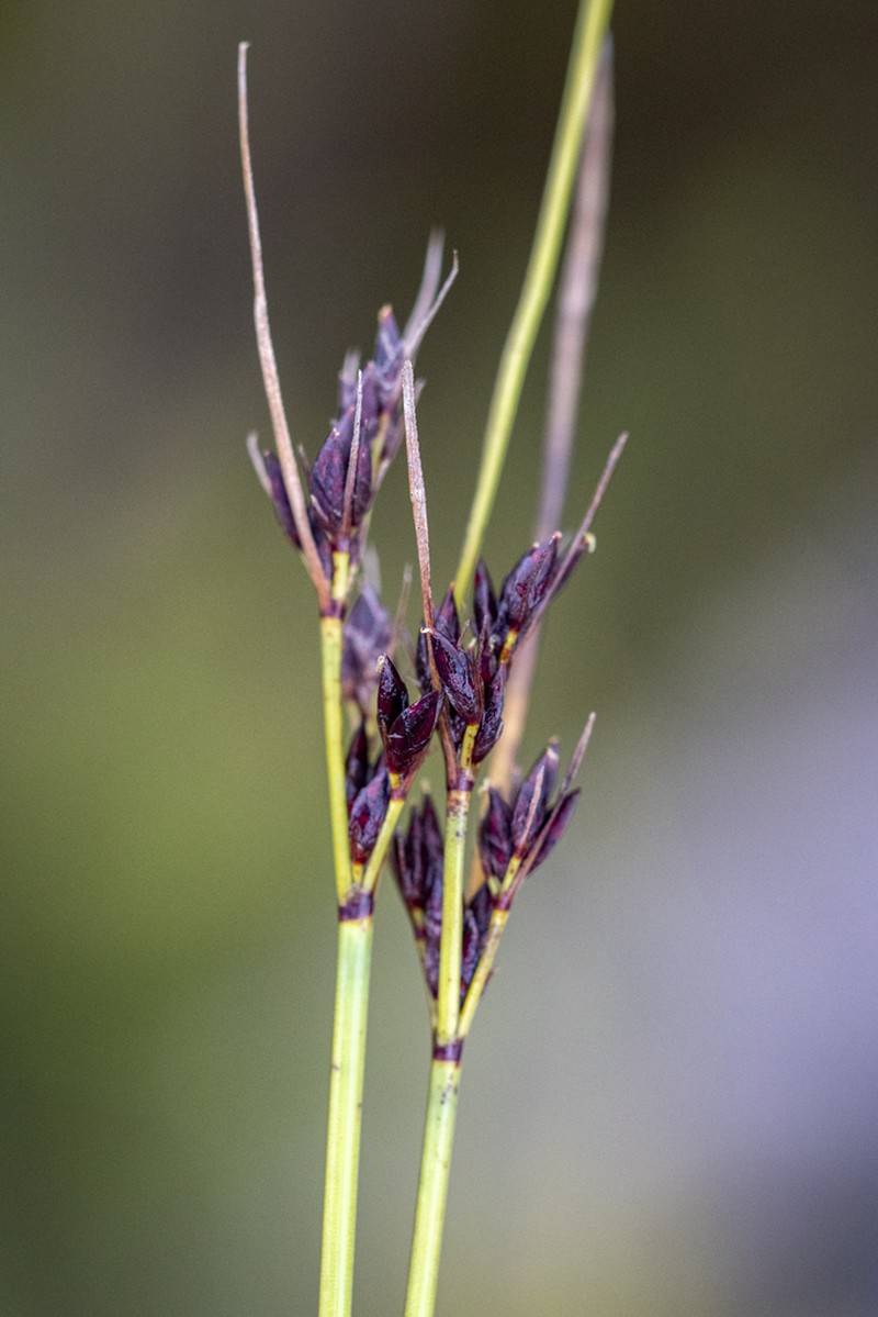 Schoenus purpurascens photo 5