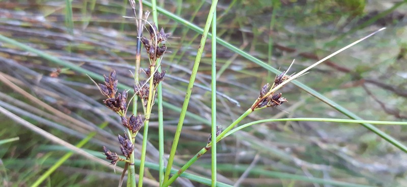 Schoenus purpurascens photo 7