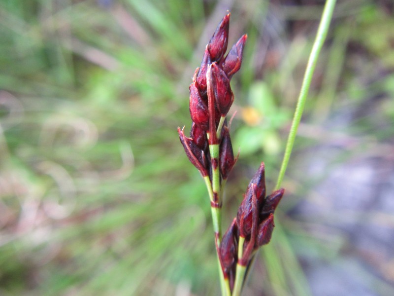 Schoenus purpurascens photo 8