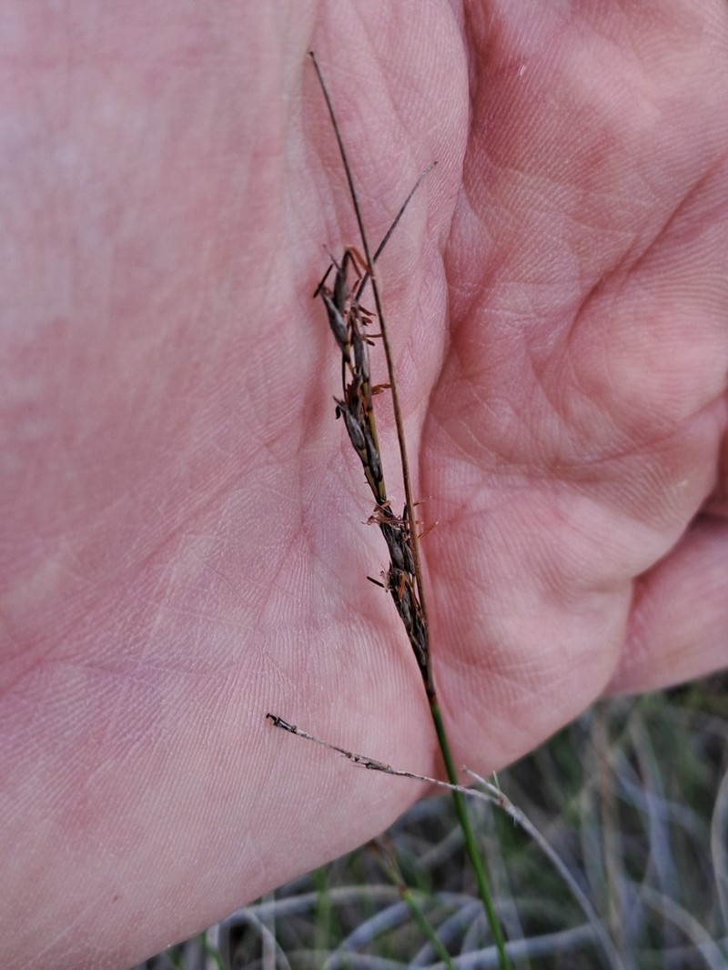 Schoenus quartziticus photo 2