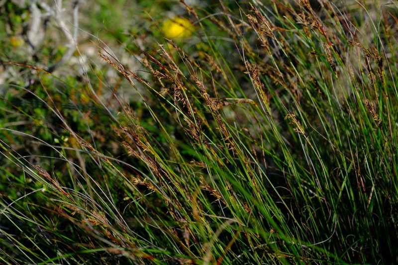 Schoenus quartziticus photo 3