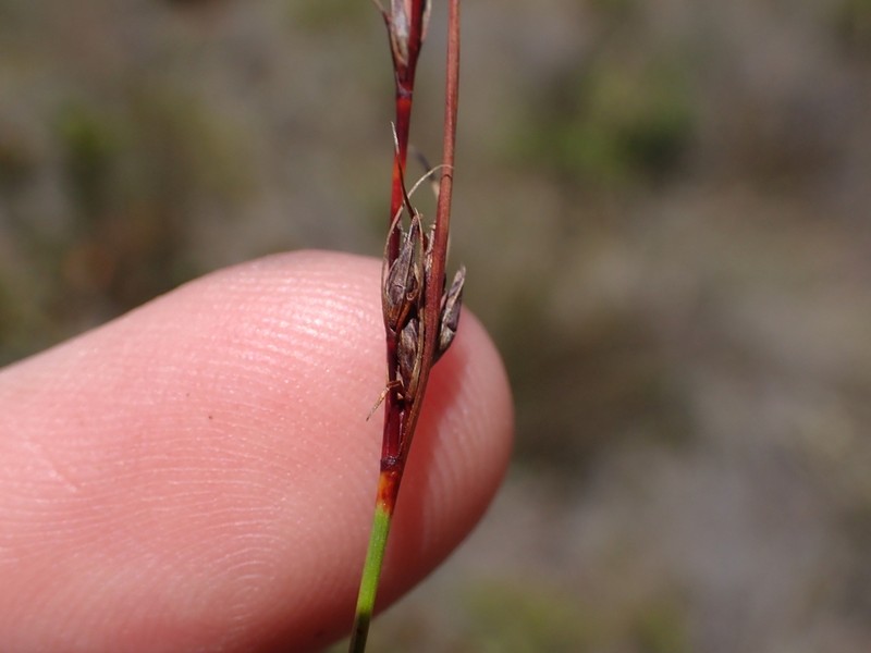 Schoenus quartziticus photo 4